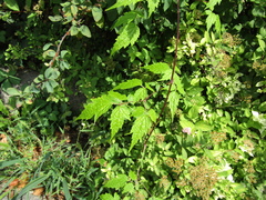 Clematis brevicaudata
