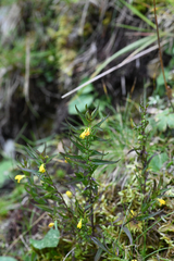 Melampyrum sylvaticum, photograph (c) Matteo Martini, some rights reserved (CC BY)