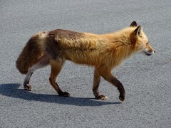 Vulpes vulpes deletrix