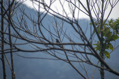 Icterus cayanensis chrysocephalus