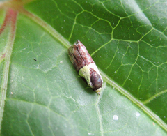 Rectiostoma xanthobasis