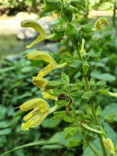 Sticky Sage