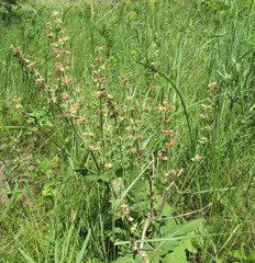 Salvia pratensis