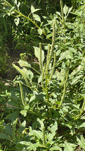 Palmer's Amaranth