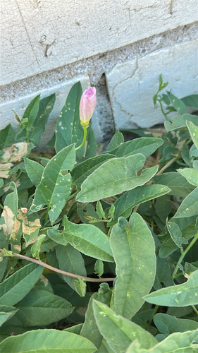 field bindweed