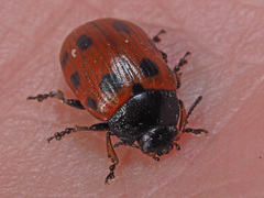 Gonioctena linnaeana