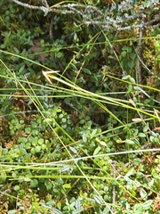 (c) Norma Malinowski, some rights reserved (CC BY) Carex pauciflora, photograph (c) Norma Malinowski, some rights reserved (CC BY)