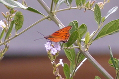 Dione glycera