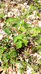 Rubus occidentalis