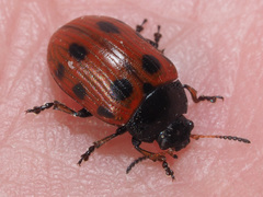 Gonioctena linnaeana