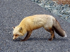 Vulpes vulpes deletrix