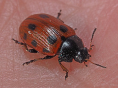 Gonioctena linnaeana