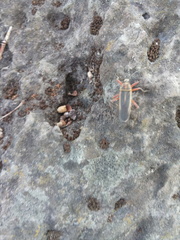 Stenomacra marginella