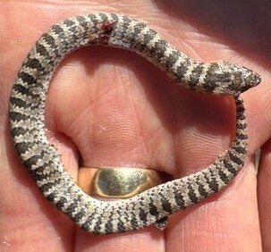 Chihuahuan Hook-nosed Snake, Gyalopion canum