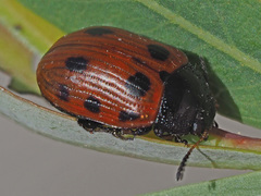 Gonioctena linnaeana