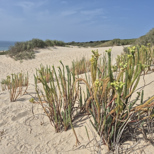 Euphorbia paralias