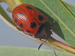 Gonioctena linnaeana