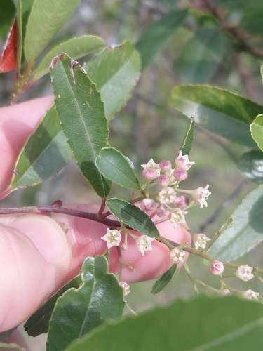 Noltea africana, photograph 2
