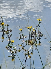 (c) Norma Malinowski, some rights reserved (CC BY) Bidens beckii, photograph (c) Norma Malinowski, some rights reserved (CC BY)