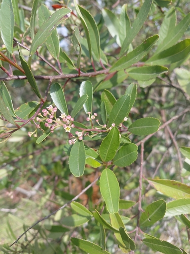 Noltea africana, photograph 3