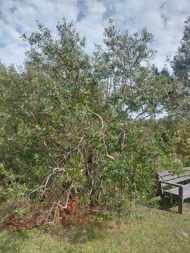 Noltea africana, photograph 4