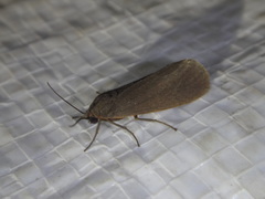 Virbia laeta
