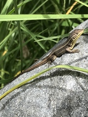 Stenocercus guentheri