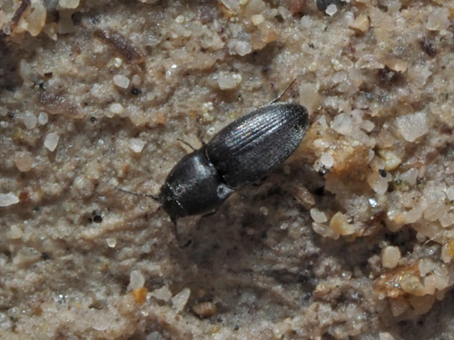 Zorochros