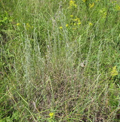 Artemisia austriaca