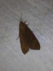 Virbia opella