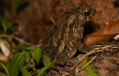 Ingerophrynus philippinicus observed 2026-07-25
