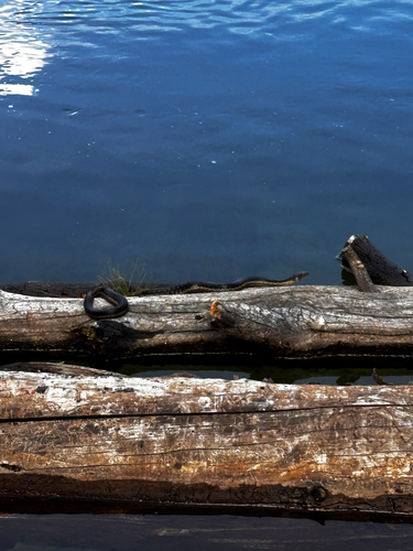 iNaturalist observation photo of Sierra Garter Snake