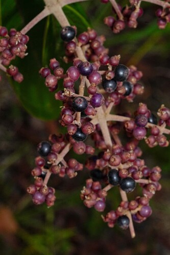 Miconia prasina, photograph 1