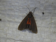 Virbia laeta