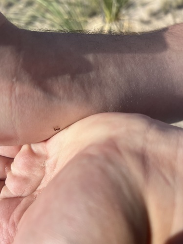 Pogonomyrmex imberbiculus
