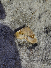 Pangrapta decoralis