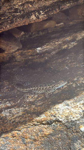 iNaturalist observation photo of Western Fence Lizard