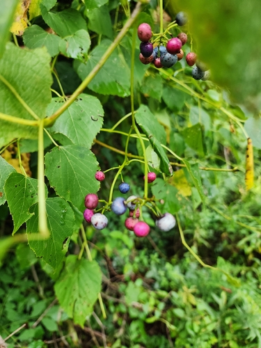 heart leaf peppervine