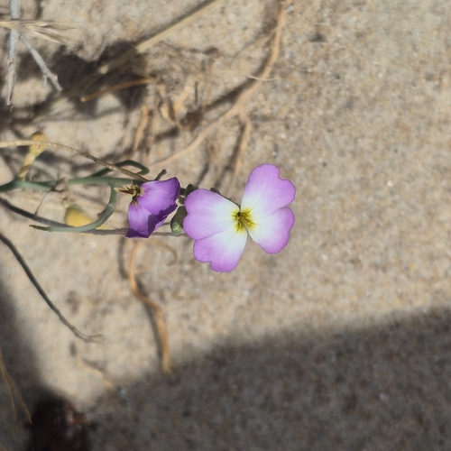 Marcus-kochia littorea
