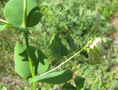 Vicia pisiformis