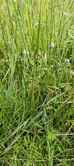 Juncus subnodulosus, photograph (c) Michel Langeveld, some rights reserved (CC BY)