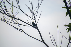 Icterus cayanensis chrysocephalus