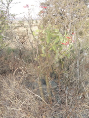 Erythrina folkersii