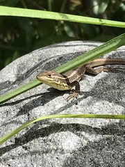 Stenocercus guentheri