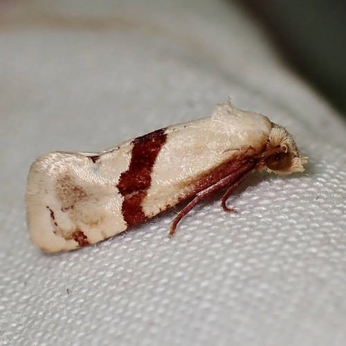 Nycthia pimana photo 5