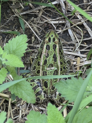 Northern Leopard Frog