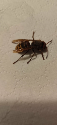European Hornet