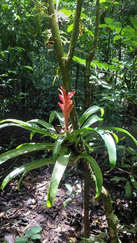 Tillandsia heliconioides, photograph 1