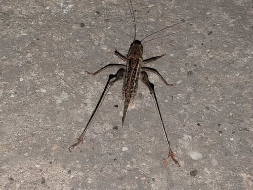 White-faced Bush-cricket