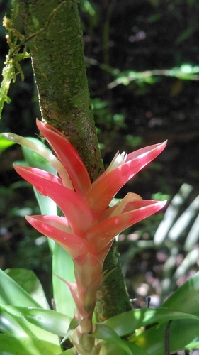 Tillandsia heliconioides, photograph 2